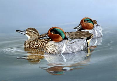 Nevada Duck stamp by Nolan Haan