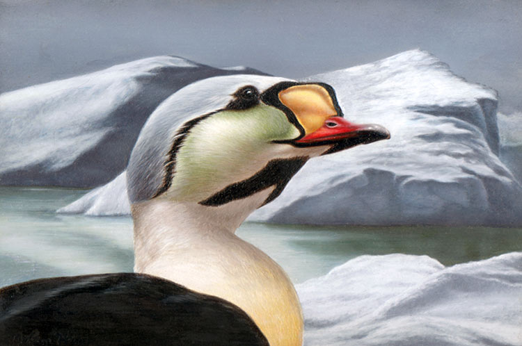 King Eider by Nolan Haan